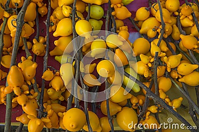 Solanum mammosum. yellow background Stock Photo