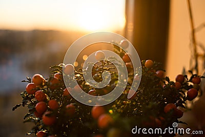 Solanum pseudocapsicum berries closeup image Stock Photo