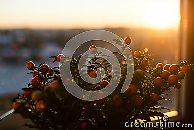 Solanum pseudocapsicum berries closeup image Stock Photo