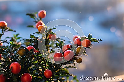Solanum pseudocapsicum berries closeup image Stock Photo