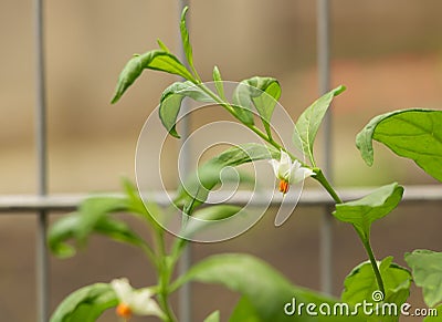 Solanum pseudocapsicum in bloom with white tiny flower Stock Photo