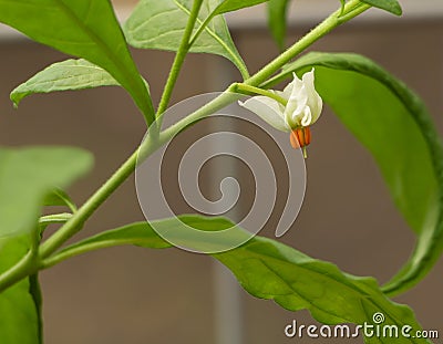 Solanum pseudocapsicum in bloom with white tiny flower Stock Photo