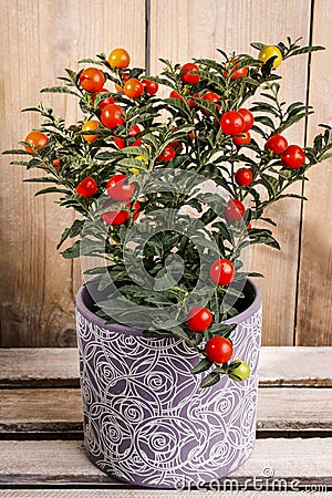 Solanum pseudocapsicum in ceramic pot Stock Photo