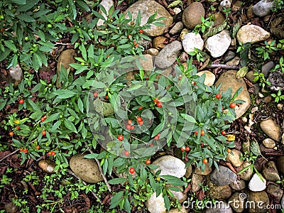 Solanum pseudocapsicum commonly Stock Photo