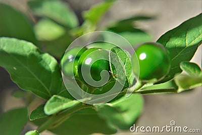 Fruits growing from Solanum pseudocapsicum in the garden Stock Photo