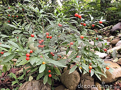 Solanum pseudocapsicum Jerusalem Cherry Stock Photo