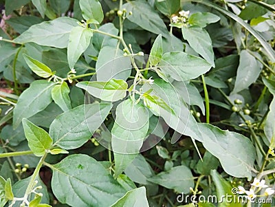 eastern black nightshade or solanum ptychantum Stock Photo