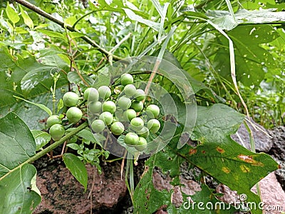 Solanum torvum also know as turkey berry Stock Photo