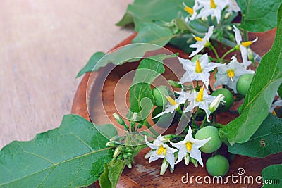 Solanum torvum with flower bunch Stock Photo
