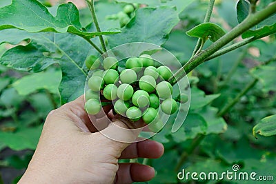 Solanum torvum with hand Stock Photo