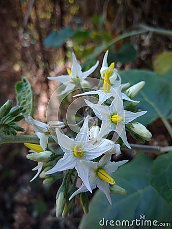Solanum torvum swartz flowers on mountain Stock Photo