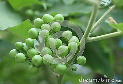 Solanum torvum or turkey burry Stock Photo