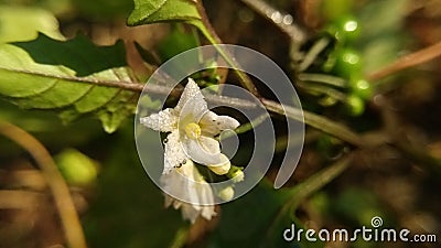 Solanum villosum Mill flower macro photography Stock Photo