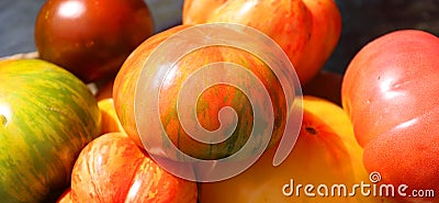 Solar Flare tomatoes are large, weighing between 6 and 10 ounces, Stock Photo