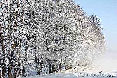 A number of trees in hoarfrost. Stock Photo