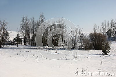 Winter. A coppice on a slope. Stock Photo