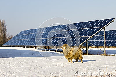 Solar panel and Sheep Stock Photo