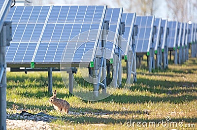 Solar park, green energy - Focus on a hare Stock Photo
