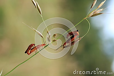 Soldier beetle Stock Photo