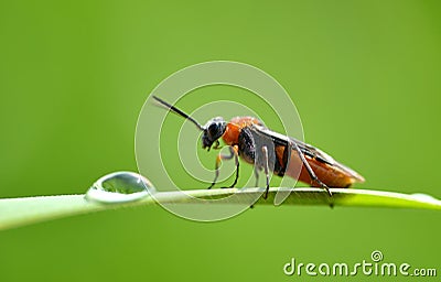 Soldier beetle Cantharis rustica on green grass with dew drop. Stock Photo
