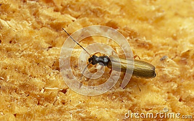 Soldier beetle, Rhagonycha lignosa on coniferous wood Stock Photo