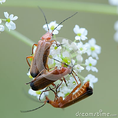 Soldier Beetles Stock Photo