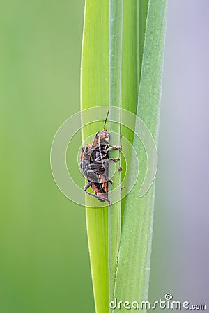 Soldier beetles / Cantharides Stock Photo