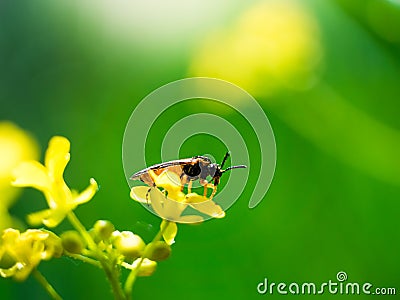 Soldier beetles insect on a yellow leaf Stock Photo