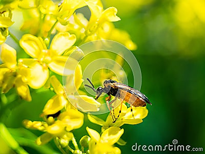 Soldier beetles insect on a yellow leaf. Insect concept Stock Photo