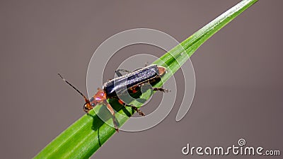 Soldier cockroaches are commonly mistaken as other less useful insects in the garden. When found on a bush or flower, Stock Photo