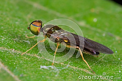 Soldier fly Stock Photo