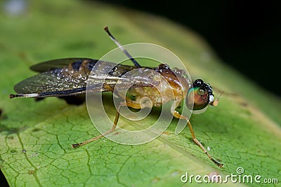 A soldier fly with rain drops Stock Photo