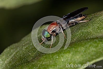 Soldier Fly Stock Photo