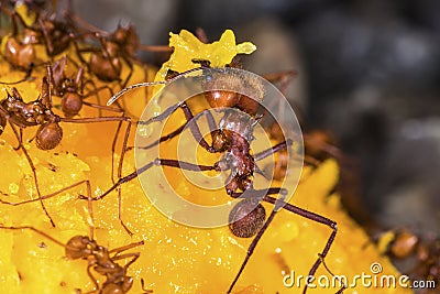 Leaf-cutter ants on a mango fruit Stock Photo