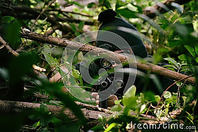 Soldiers aiming target and holding his rifles hidden ambushed, Army sniper camouflage in forest. Stock Photo