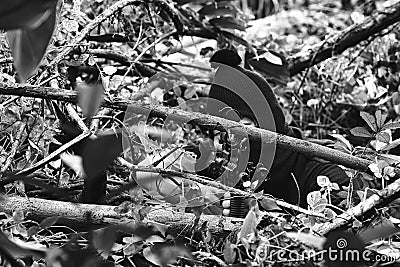 Soldiers aiming target and holding his rifles hidden ambushed, Army sniper camouflage in forest. Stock Photo