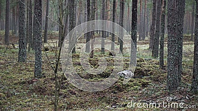 One Soldier Digs a Trench in a Pine Forest. Preparing for the Attack Stock  Footage - Video of battle, camp: 247737706