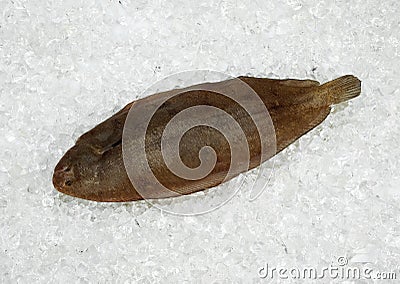 Sole Fish, solea solea, Fresh Fish on Ice Stock Photo