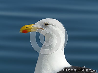 Seagull in the blue, Namibia Stock Photo