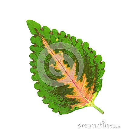 Solenostemon Leaf Stock Photo