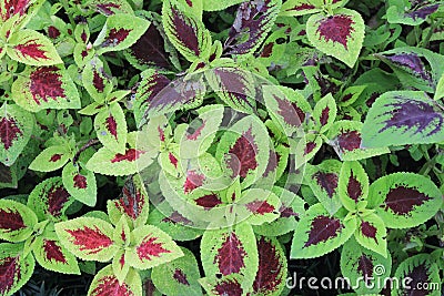 Solenostemon Plant background Stock Photo