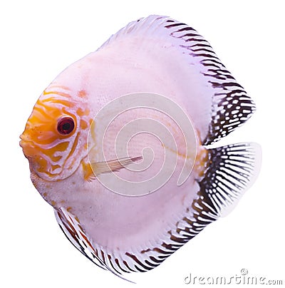 Solid Blue Fish Stock Photo