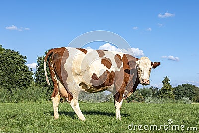 Solid brown and white dairy cow standing upright in a pasture, fully in focus, blue sky, on green grass in a meadow Stock Photo