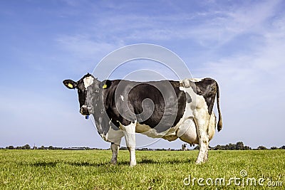 Solid cow grazing standing black white dairy in a meadow, large udder fully in focus, blue sky, green grass Stock Photo