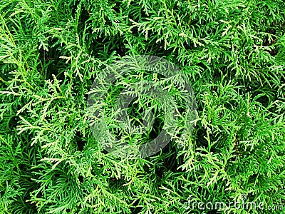 Solid natural background. Close-up of thuja tree branches Stock Photo