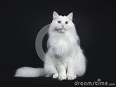 Solid white siberian on black background Stock Photo