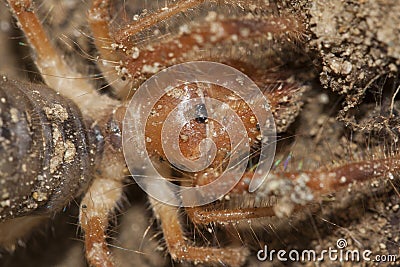 Solifugae is an order of animals in the class Arachnida known variously as camel spiders, wind scorpions, sun spiders Stock Photo