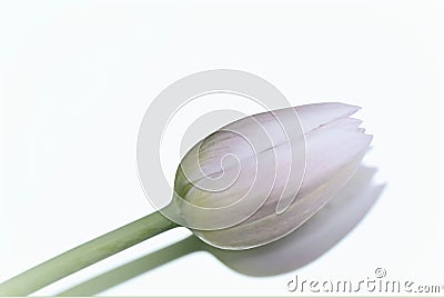 Solitair lila tulip Stock Photo