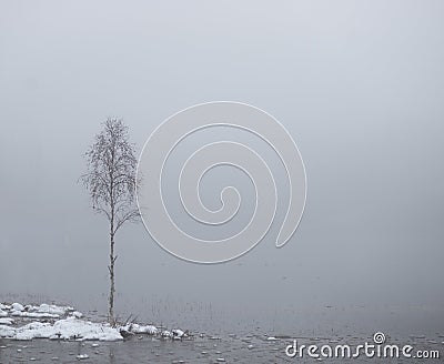 Bare small birch tree by lake in heavy fog Stock Photo