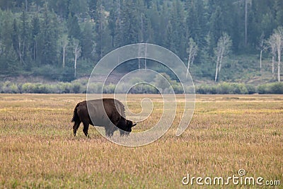 A Solitary Bison in Grand Teton National Park Stock Photo